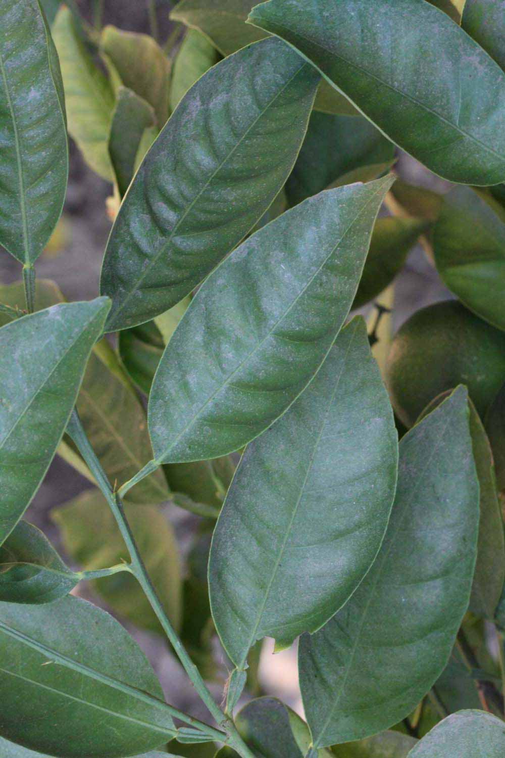              Shade leaves (Riverside, CA)       